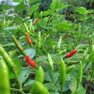Garden Bird Pepper Seed Thai Bird’S Eye Pepper Seed Prek Hom Special Selected