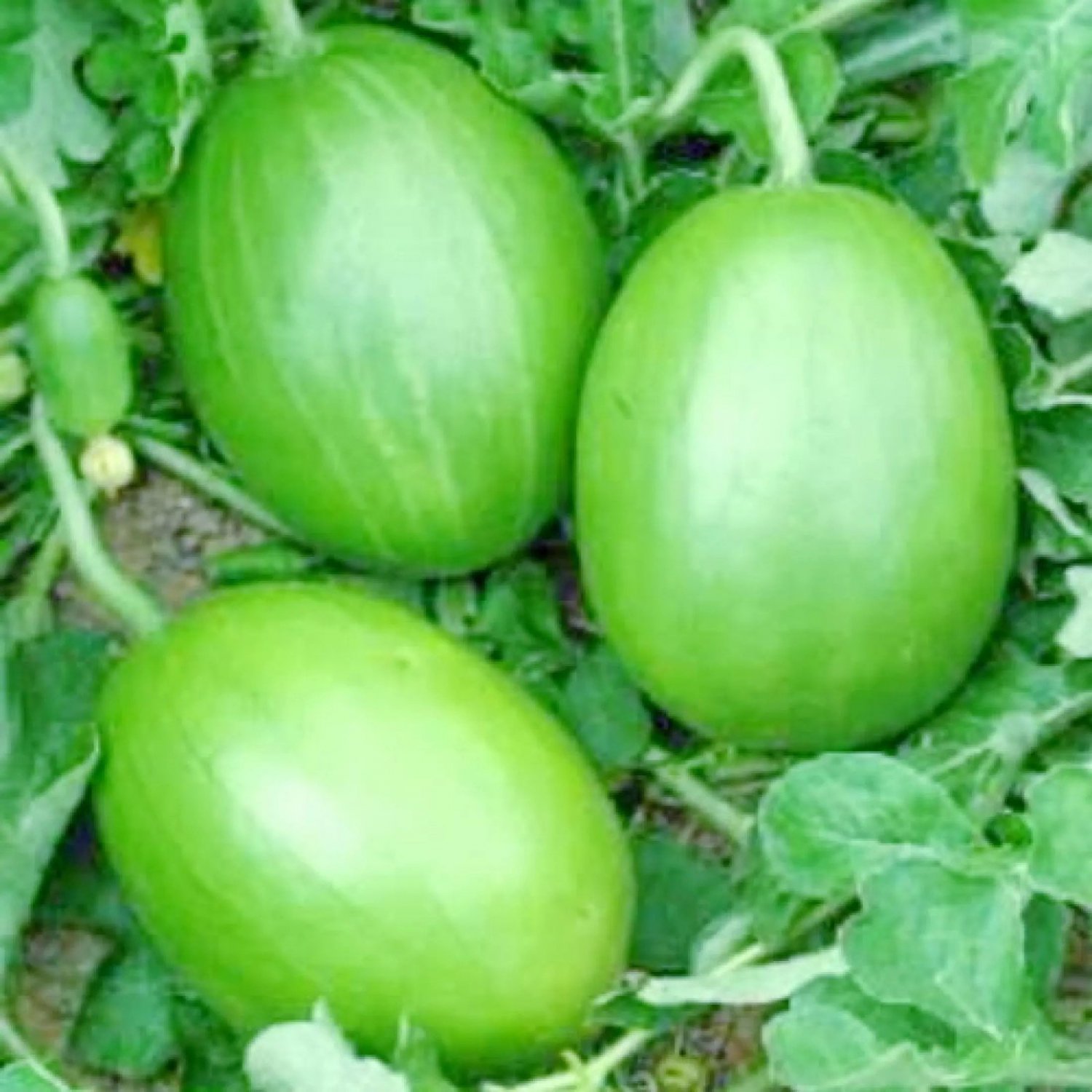 Young Watermelon Seed