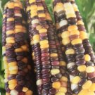 Thai Mix Waxy Corn Seed
