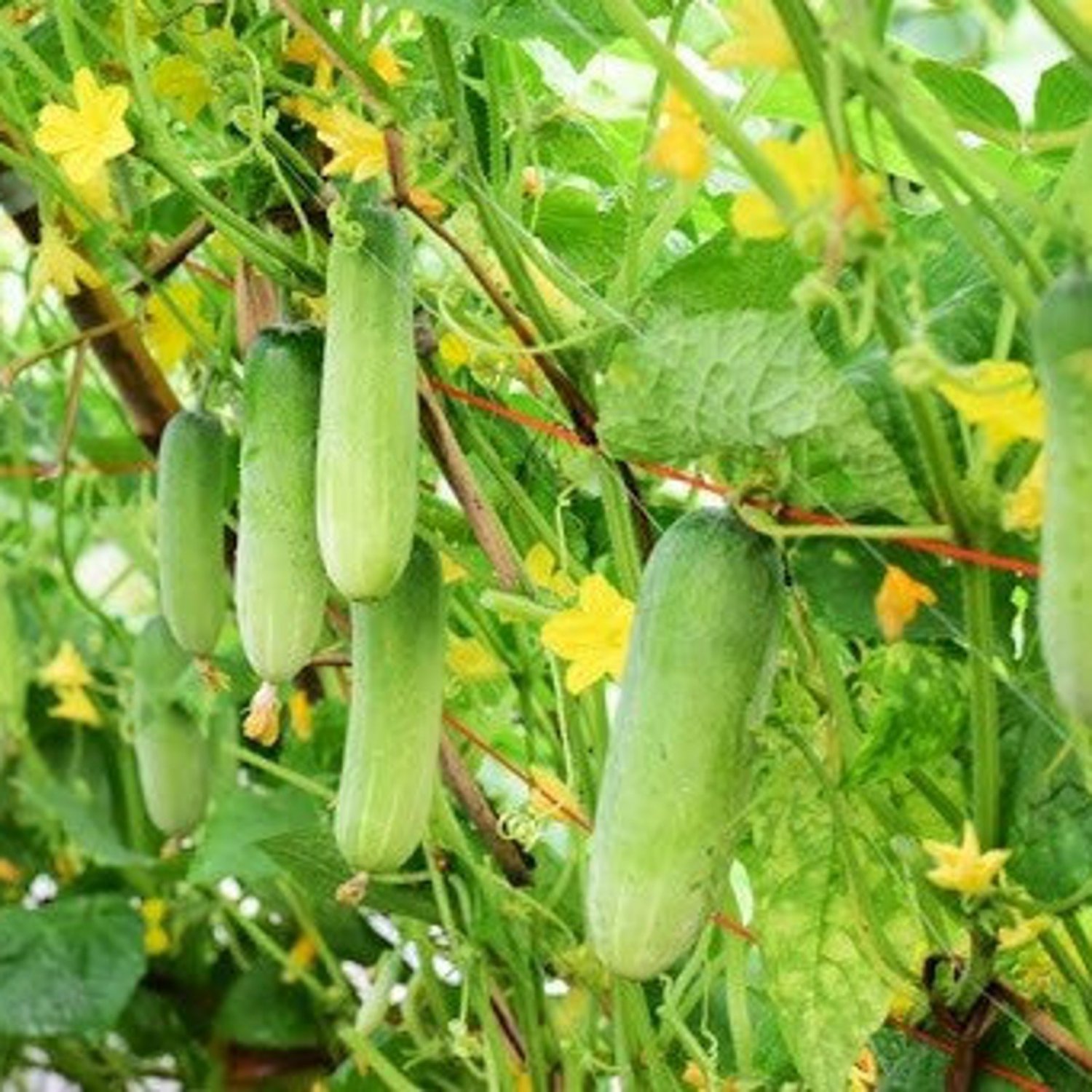 Cucumber Seed Thai Cucumber Seed