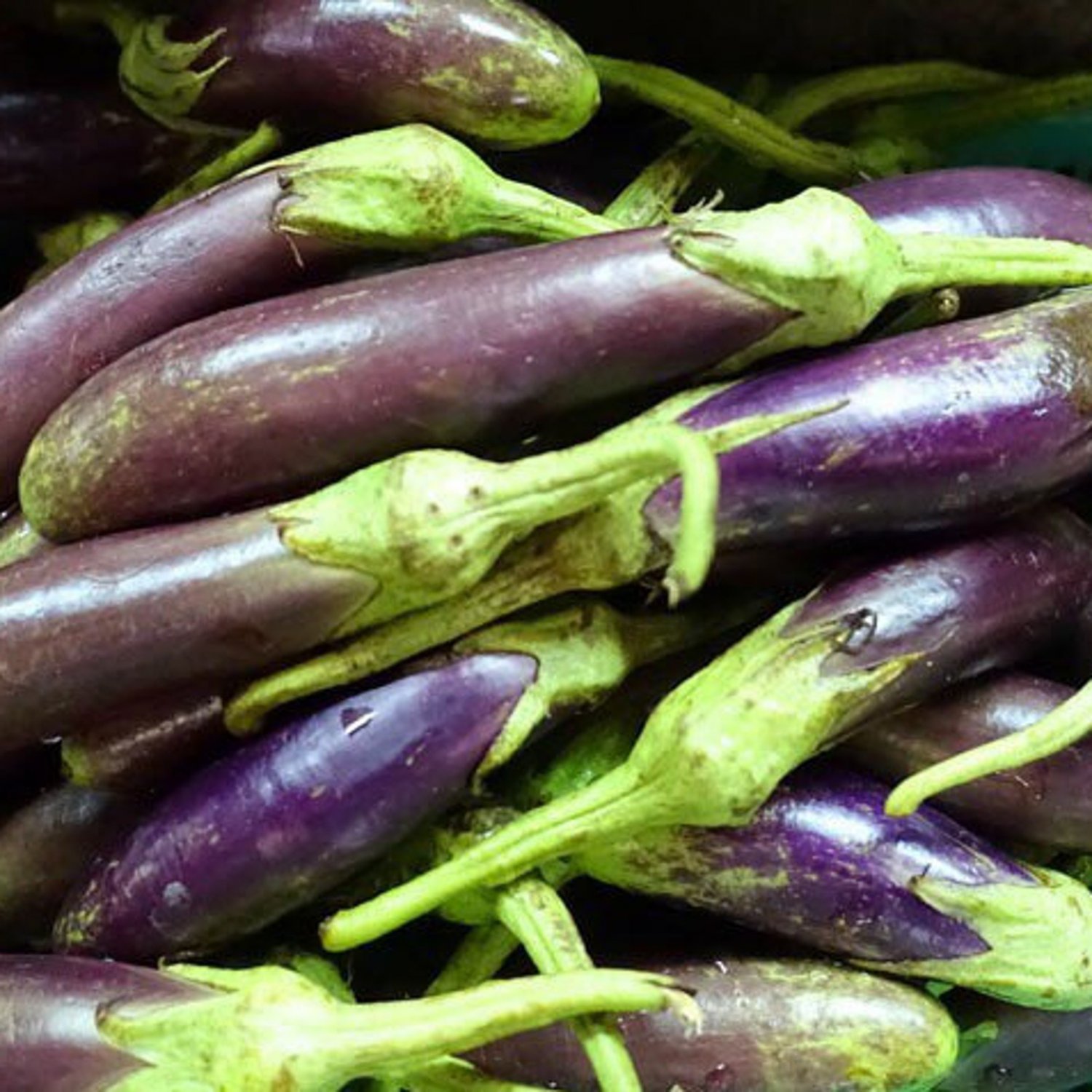Monkey Purple Eggplant Seed