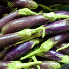 Monkey Purple Eggplant Seed