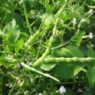 Rat-Tail Radish Seed Raphanus Caudatus