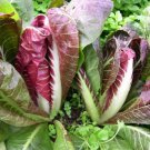Oblong Red Radicchio Seed