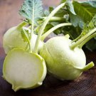 Kohlrabi Seeds Early Vienna Kohlrabi Seed Varieties To Choose White Or Purple Kohlrabi