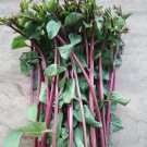 Red Stem Malabar Spinach Seed