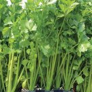 Chinese Celery Seed Golden Yellow Stem 100 Seeds