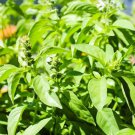 Thai Lemon Basil Ocimum × Citriodourum ,Hoary Basil Seeds, Bai Mang Luk In Thai 200+ Seed