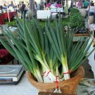 Tokyo Bunching Onion Seed