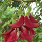 Dwarf Red Sesbania Grandiflora Seed Dwarf Varieties Red Hummingbird Seed Red Agasta Seed