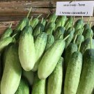 Thai Aroma Cucumber Seed Var.Hom Bai Toei Fragrant Cucumber Seed