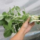 White Stem Amaranth Seed