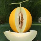 Rockstars Cantaloupe Seed Yellow Melon Seed