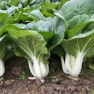 Baby White Pak Choi Seed White Pak Choi Seed