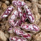 Camouflage Peanut Seed Camouflage Groundnut Seed Seed For Growing