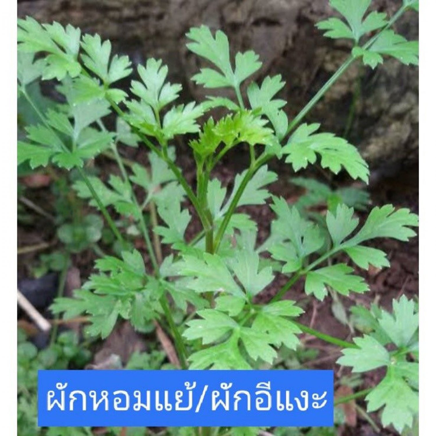 Thai Wild Celery Seed Hom Yeay Seed