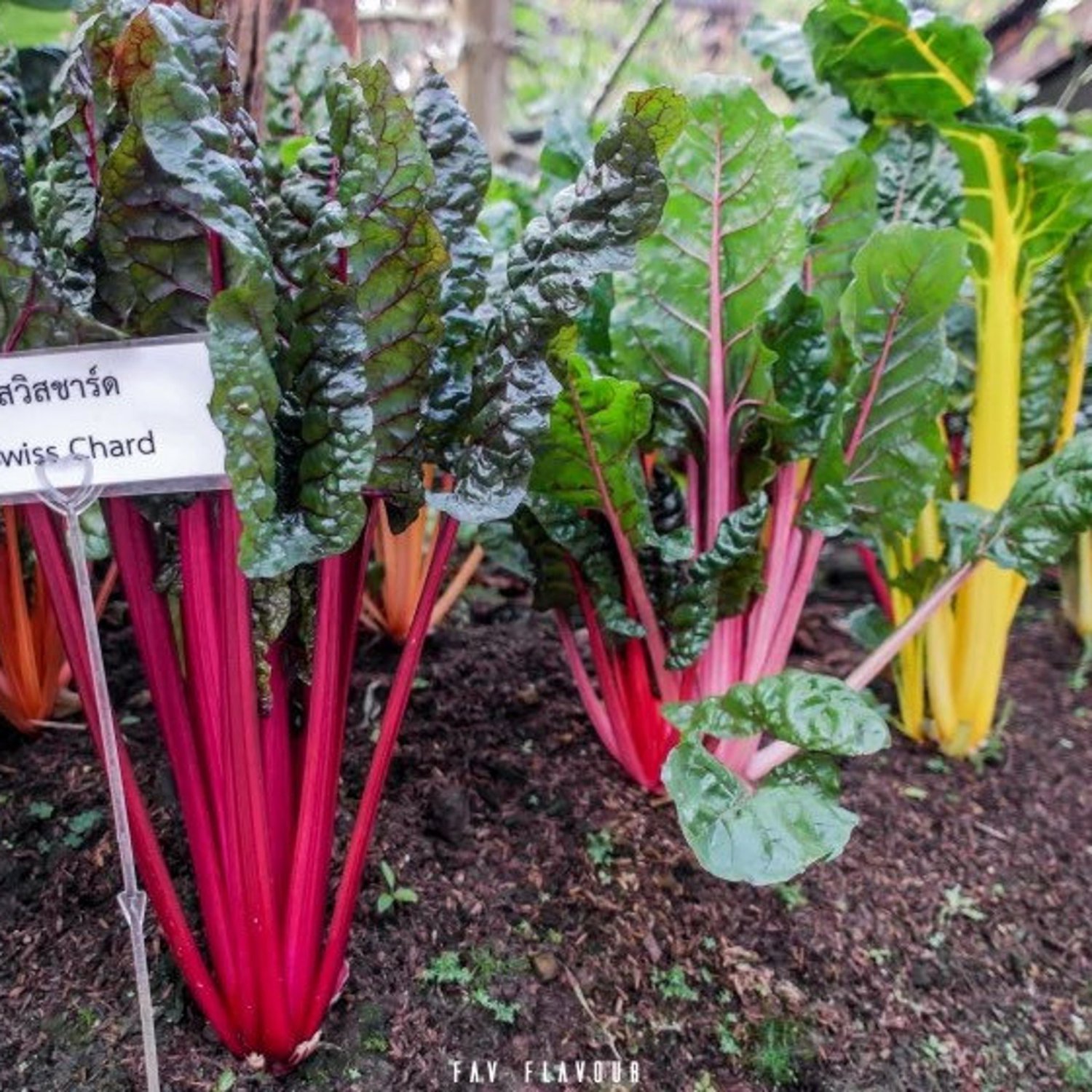 Swiss Chard Seed