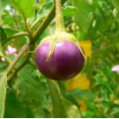 Thai Round Purple Eggplant Seed