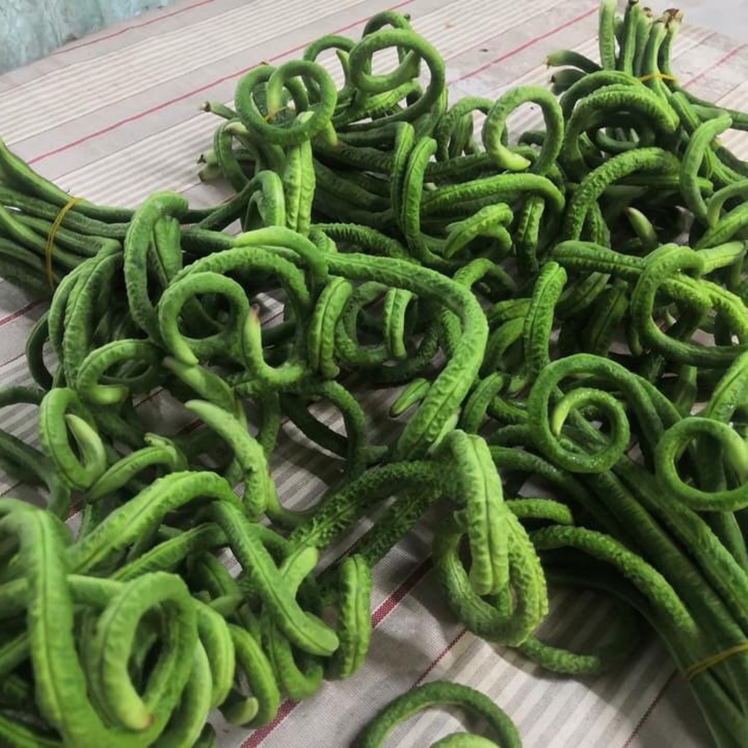Thai Snake Yard Long Bean Seed Var.Nakmanee