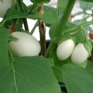 Thai White Garden Eggplant Seed White Egg Eggplant Garden Egg Eggplant