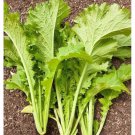 Chinese Leaf Mustard Seed Gai Choi Seed