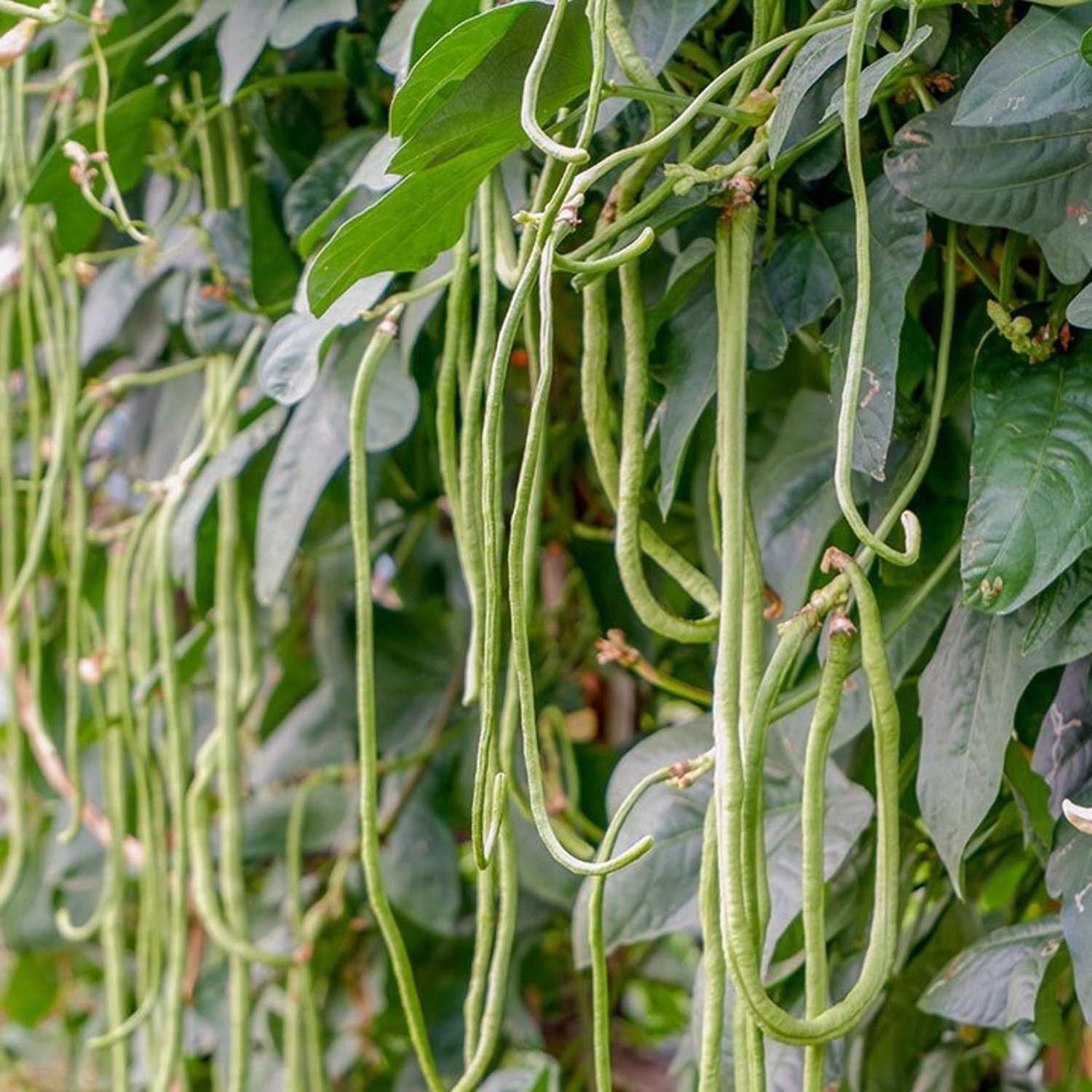 Thai Yard Long Bean Seed