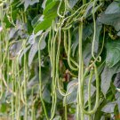 Thai Yard Long Bean Seed