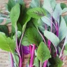 Red Stem Amaranth Seed Thai Red Stem Amaranth Seed