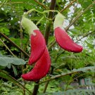 Red Sesbania Grandiflora Seed Red Hummingbird Seed