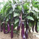 Purple Long Eggplant Seed