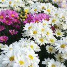 Chrysanthemum Flower Seed Shasta Daisy Flower Seed Dok Benjamas Seed Assorted Color Chrysanthemum Se