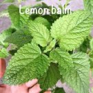 Lemon Balm Seed