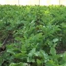 Korean Radish Seed Korean Leaf Radish Seed Siraegi 시래기 100+ Seeds