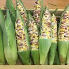 Thai Tien Muen Phuk Waxy Corn Seed Thai Waxy Corn Seed