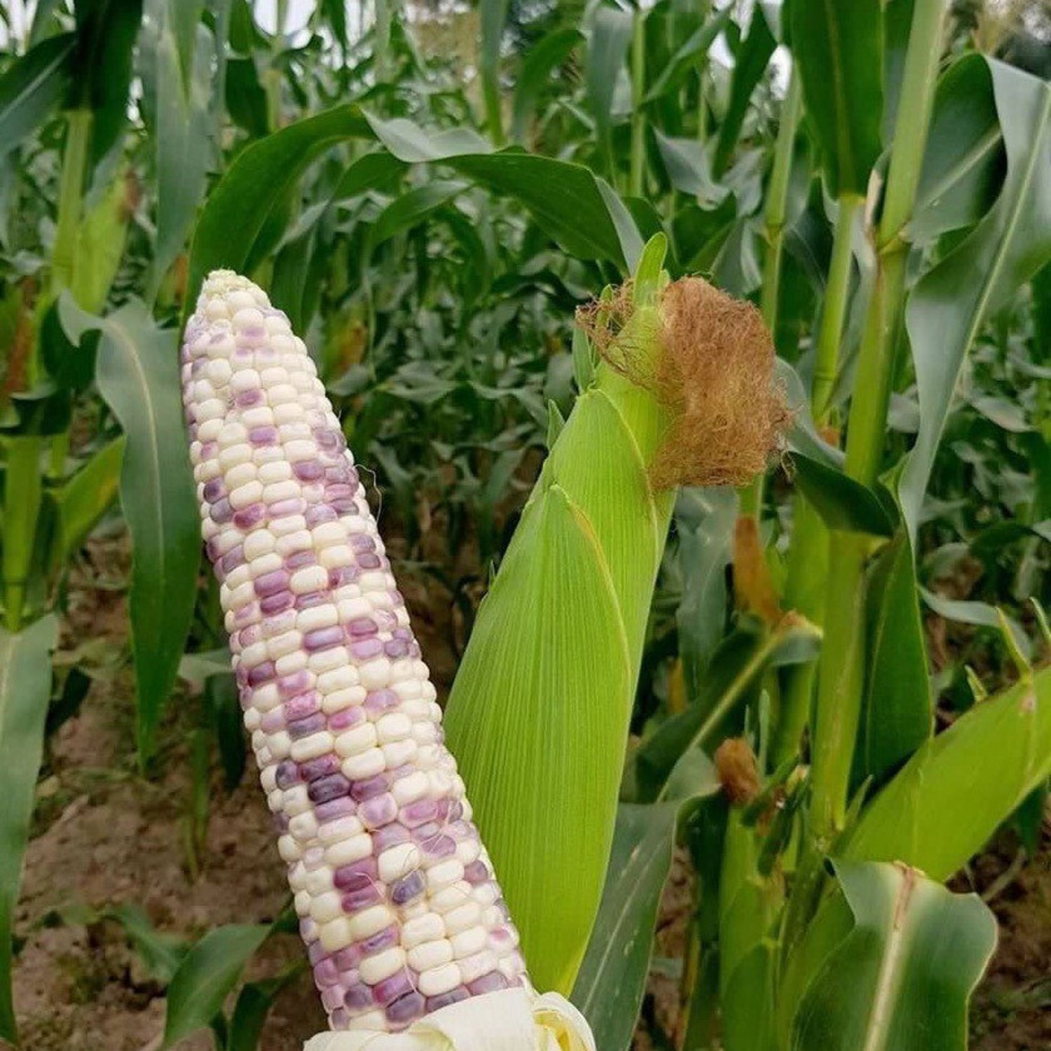 Violet White Waxy Corn Thai Violet White Waxy Corn