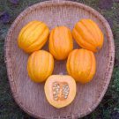 Gill’S Golden Pippin Acorn Winter Squash Seeds Seed Packets Perfect Single Serving Size