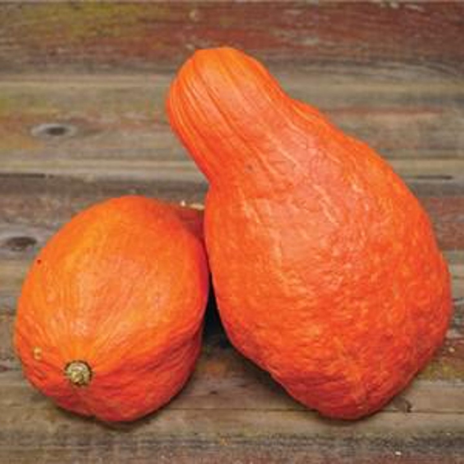 Boston Marrow Winter Squash Seeds Vegetable Seeds Seed Packets