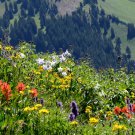 Rocky Mountain Wildflower Mix Seeds Flower Seeds Pollinator Wildflower Seeds Seeds