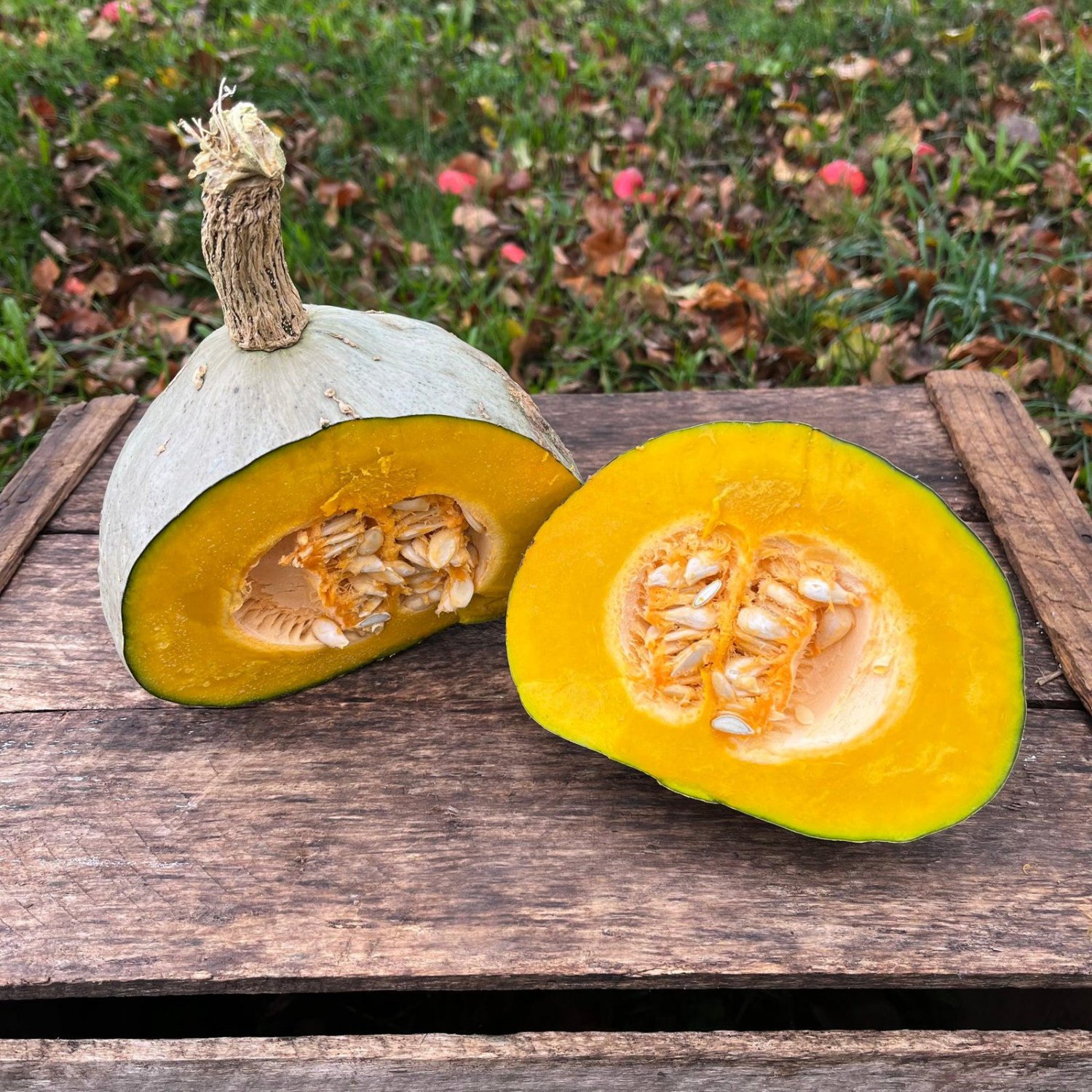 Silver Bell Wiinter Squash Seeds Vegetable Seeds Seed Packets Hard To Find