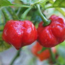 Ashe County Pimento Sweet Pepper Seeds Early Ripening Appalachiansmoky Mountain Sweet Pepper Fast Ma
