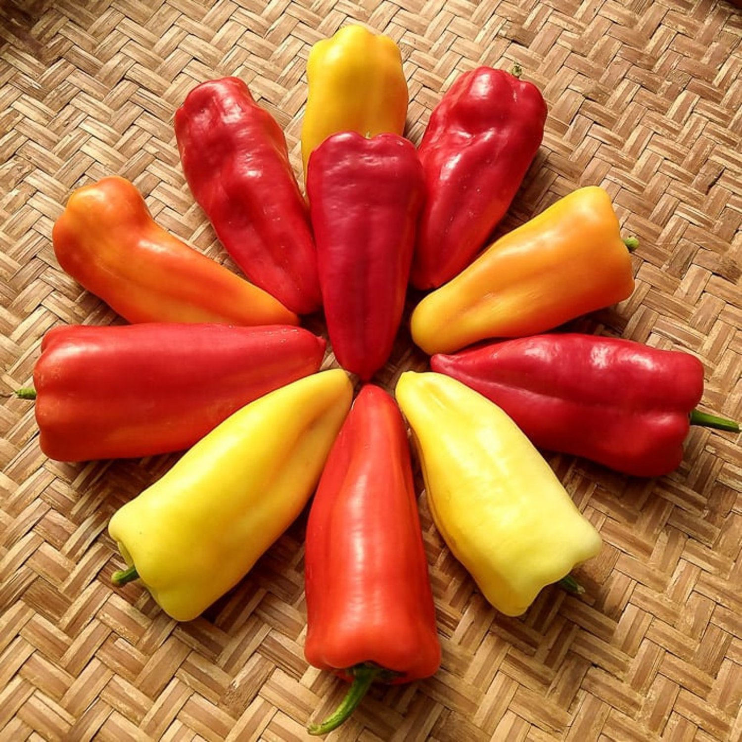 Gypsy Queens Sweet Pepper Seeds Seeds Vegetable Seeds
