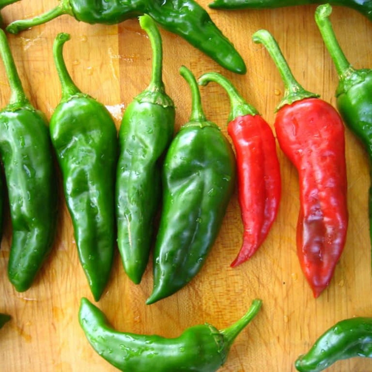 Chimayo Pepper Hot Chile Pepper