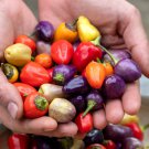 Andes Rainbow Hot Pepper Seeds Super Rare 3X Times Larger Than Pictured Much Bigger Than Bolivian Ra