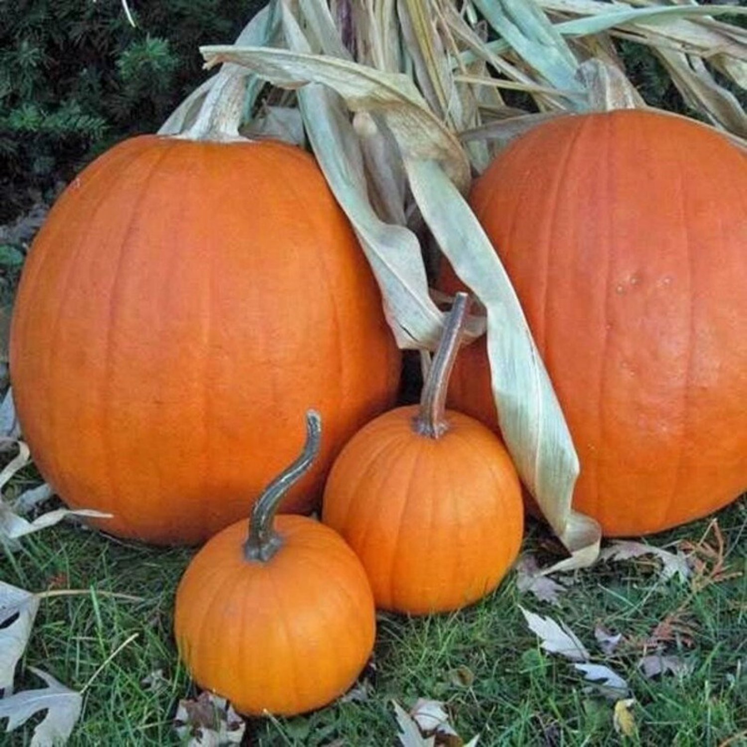 Jack O Lantern Pumpkin Seeds