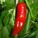 Georgia Flame Hot Pepper Republic Of Georgia Seed Eating Roasting Salsa Pickling Drying