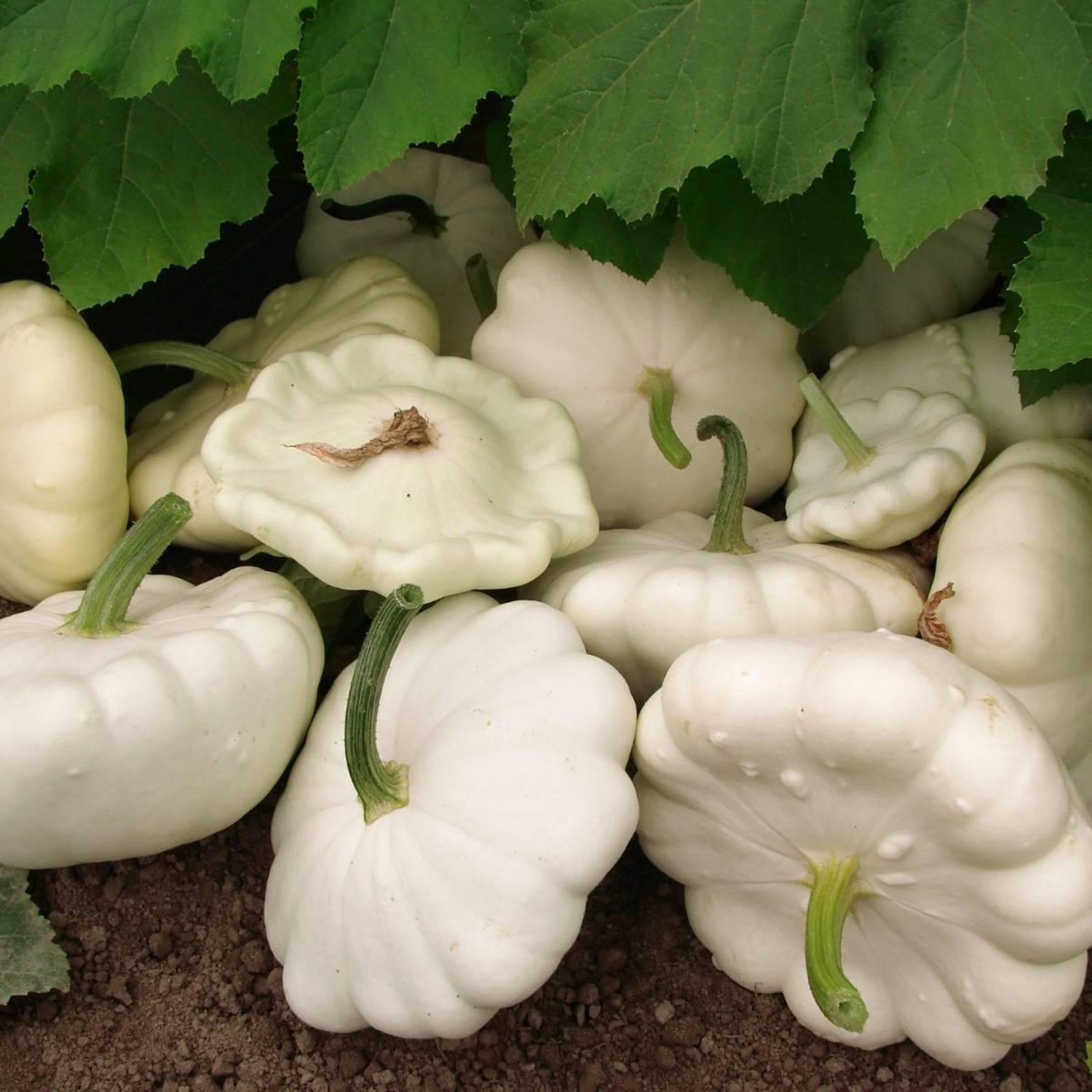 Early White Bush Scallop Summer Squash Seeds Naturally Grown