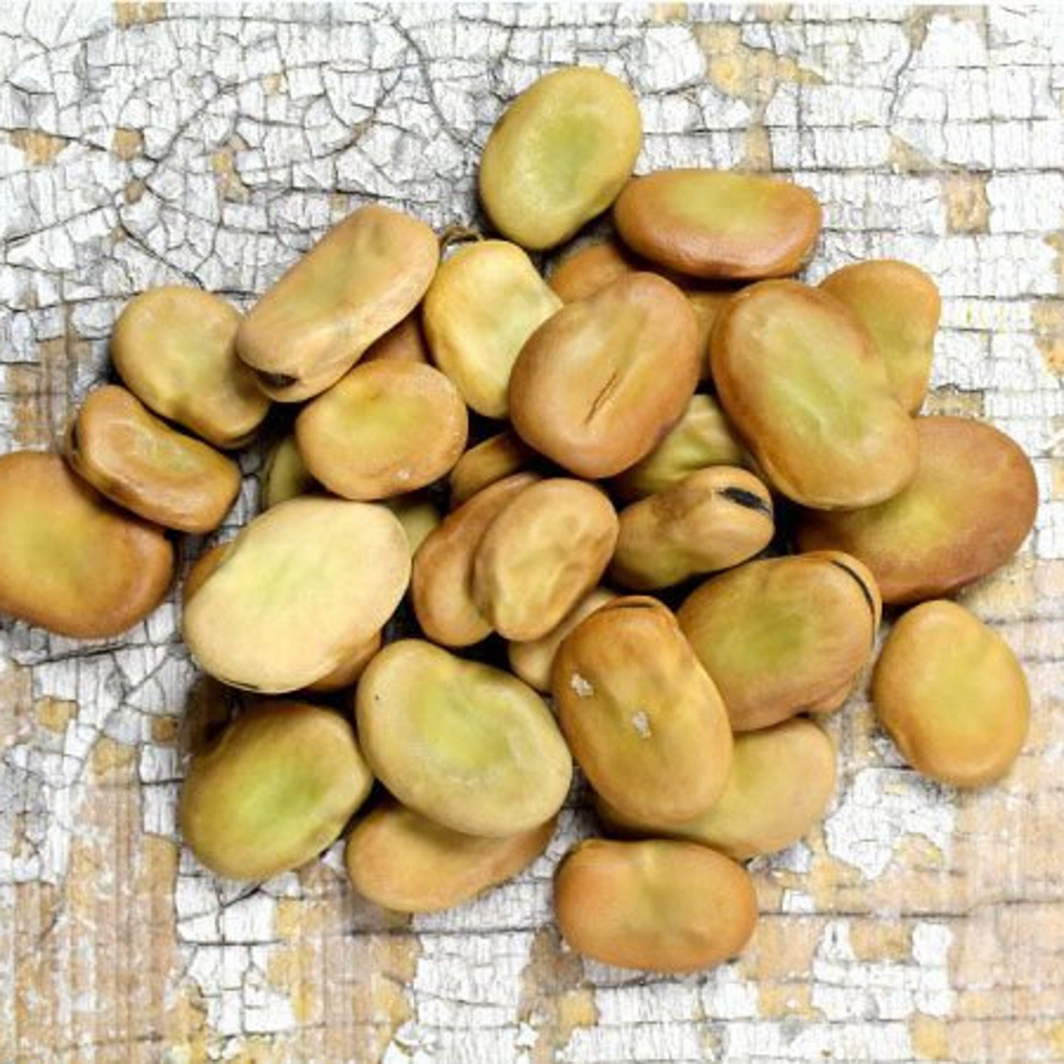 Beans Broad Windsor Fava Bean English 10 Seeds Cold Tolerant Nitrogen Fixer Seeds