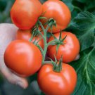 Thessaloniki Tomato Greek Seeds Vegetable Seeds Seed Packets Greece Origin
