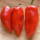 Pointy Kaibi # 1 Sweet Pepper Seeds Grown To Organic Standards Sweet Paprika