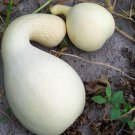 White Cushaw Winter Squash Pumpkin Seeds Vegetable Seeds Seed Packets